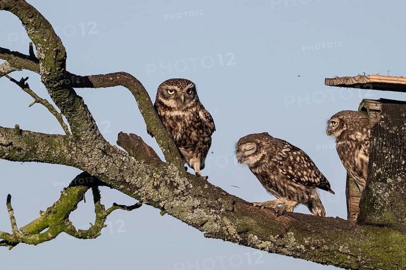 Little owls (Athene noctua), Emsland, Lower Saxony, Germany, Europe