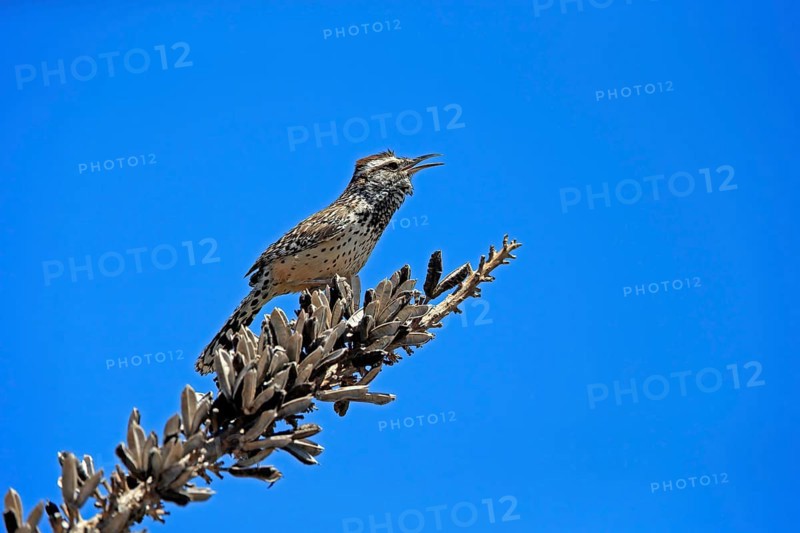 Cactus wren (Campylorhynchus brunneicapillus), adult, on wait, singing, Sonoran Desert, Arizona, North America, USA, North America