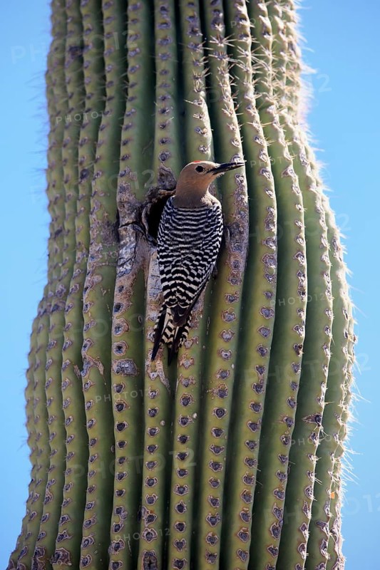 Gila woodpecker (Melanerpes uropygialis), adult, male, at breeding den, on saguaro cactus, Sonoran Desert, Arizona, North America, USA, North America