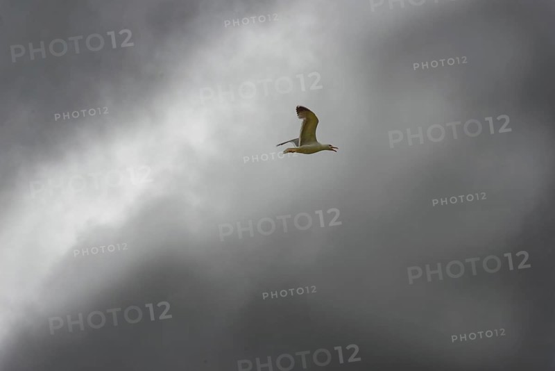A seagull flies in front of a cloudy, grey sky, crater lake Lagoa do Fogo, Caldeiras, Sao Miguel Island, Azores, Portugal, Europe