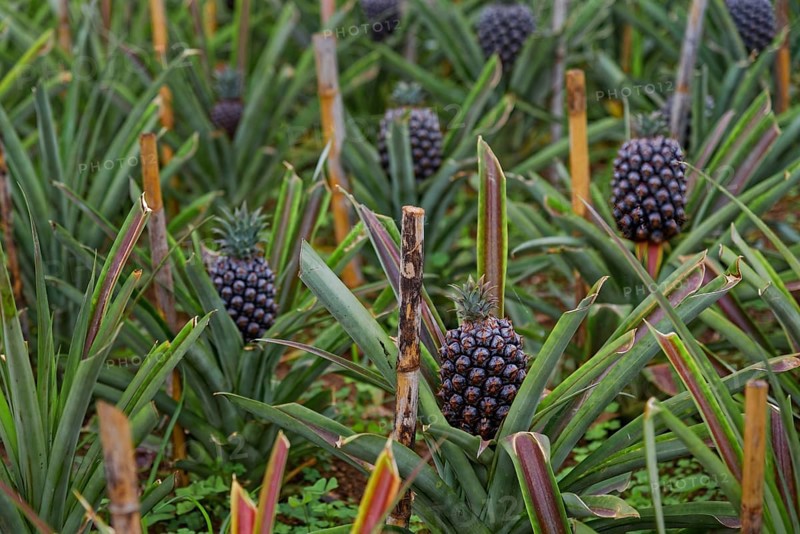 Pineapple plants with ripe fruits, surrounded by long, colourful leaves in a natural environment, pineapple plantation Plantacao de Ananases Augusto Arruda, Faja de Baixo, Ponta Delgada, Sao Miguel Island, Azores, Portugal, Europe