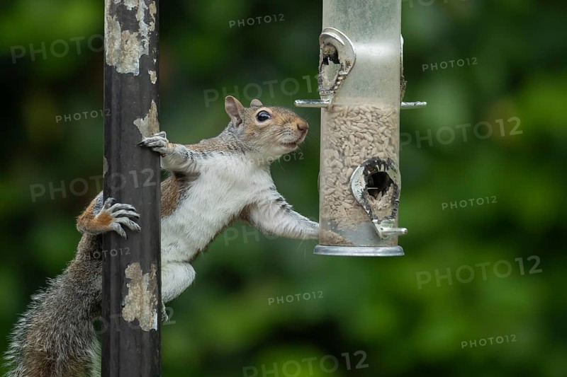 Grey squirrel (Sciurus carolinensis) adult animal on a garden bird feeder, England, United Kingdom, Europe