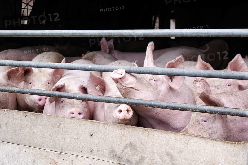 Domestic pig (Sus scrofa domesticus), pigsty, look, Germany, The pigs stand crowded in front of the barrier in the sty, Europe