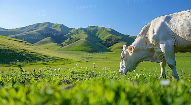 Cows and livestock grazing on a green pasture field. Clean healthy meat and food in agriculture, AI generated