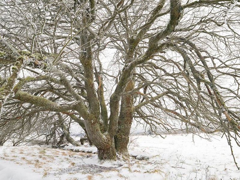 Willow Tree, (Salix sp.) covered in frost and snow, November, beside the crossroad Hochrhönstrasse and Franzosenweg. Rhön UNESCO Biosphere nature reserve, county Bavaria, Germany, Europe