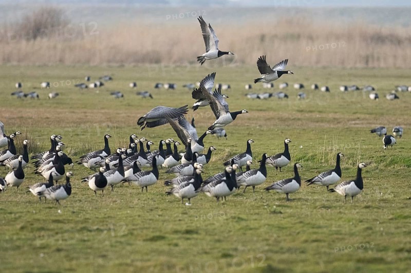 Barnacle Geese (Branta leucopsis), flock of adult birds on a field, alert and about to take off in flight, island of Texel, Holland