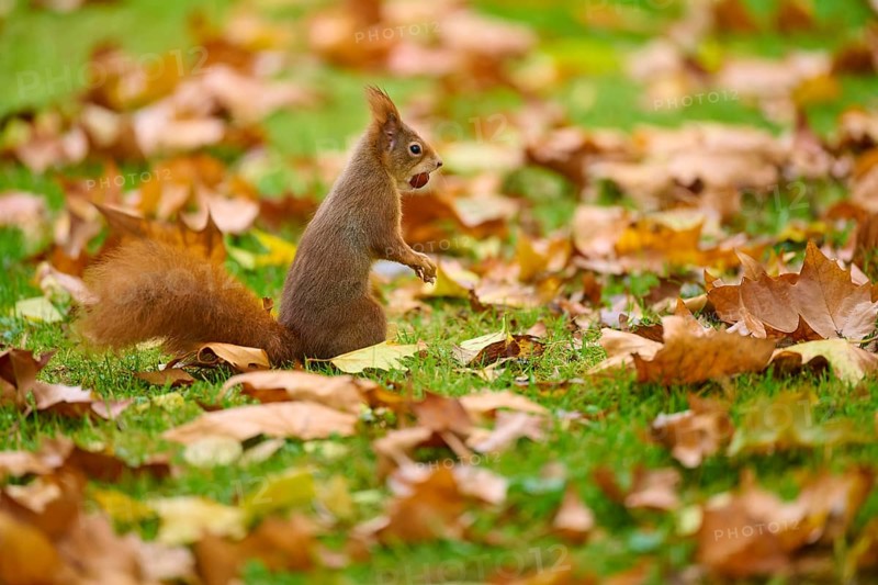 Eurasian squirrel (Sciurus vulgaris), standing in grass with autumn leaves and a nut in its mouth, Baden-Württemberg, Germany, Europe