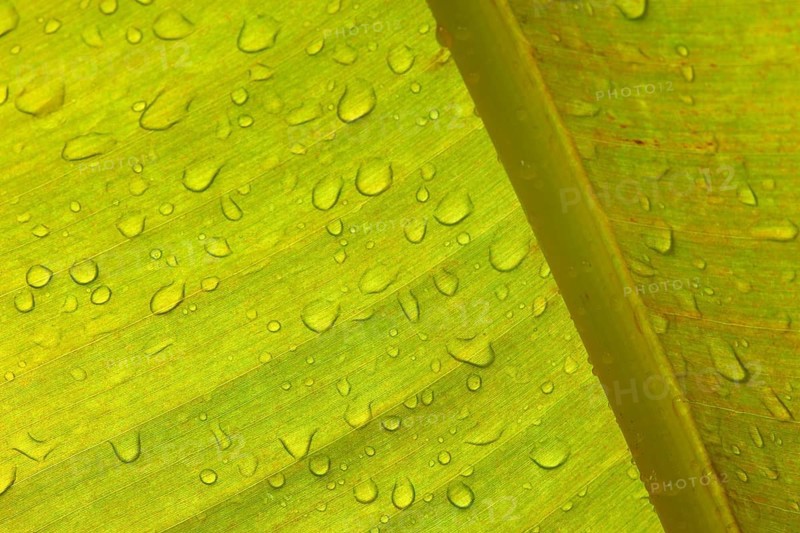 Close-up of a banana leaf with fine lines, distinctive texture and water droplets