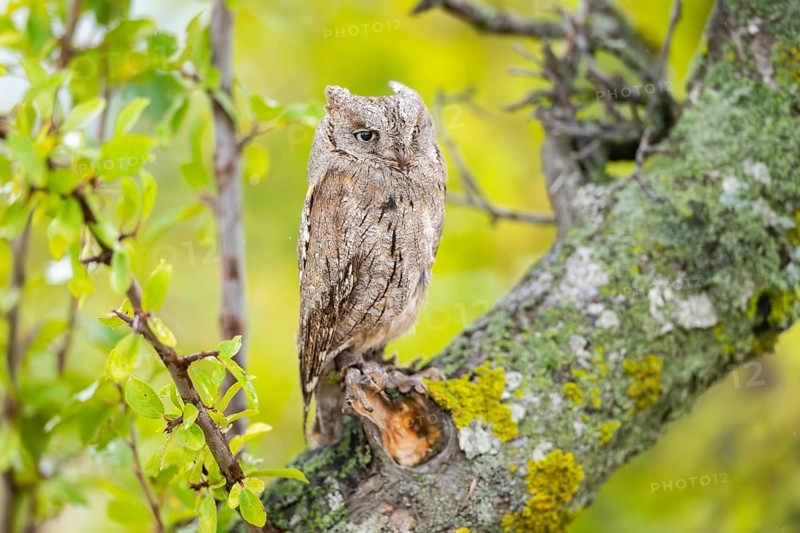 Eastern screech owl (Megascops asio) or Eastern screech-owl, captive, sitting on a branch with autumn leafs, Pyrenees, Catalonia, Spain, Europe