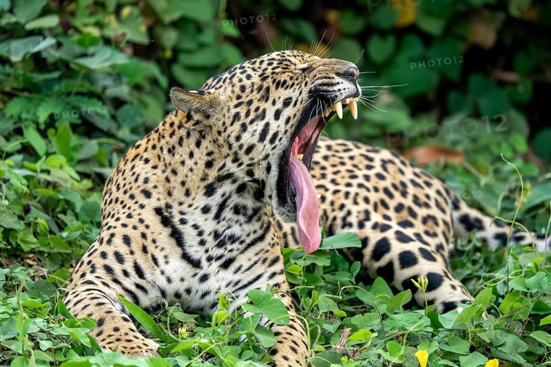 Jaguar (Panthera onca), yawning, showing tongue and teeth, North Pantanal, Barão de Melgaço, Joselândia, Mato Grosso, Brazil, South America