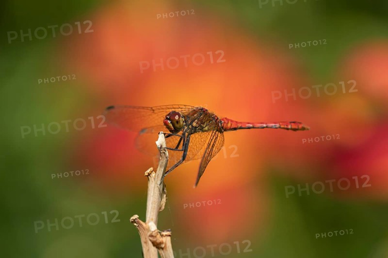 Ruddy darter dragonfly (Sympetrum sanguineum) adult male insect resting on a garden plant stem, England, United Kingdom, Europe