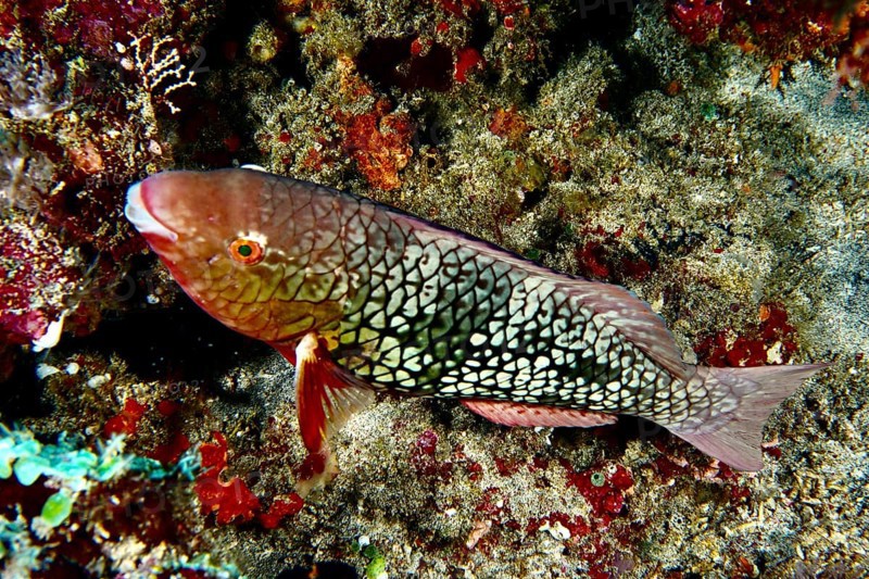 A brightly coloured fish with scaly patterns, nose hump parrotfish (Scarus rubroviolaceus) female, next to corals, dive site Toyapakeh, Nusa Ceningan, Nusa Penida, Bali, Indonesia, Asia