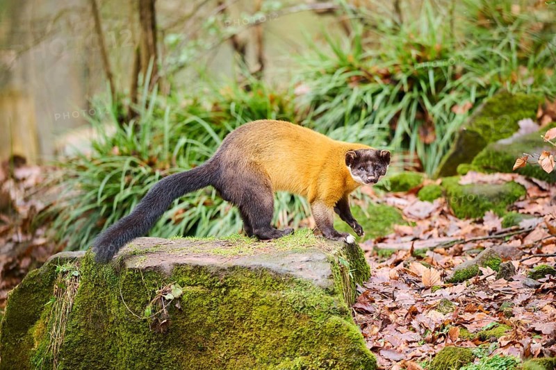 Yellow-throated marten (Martes flavigula) on a rock, Germany, Europe