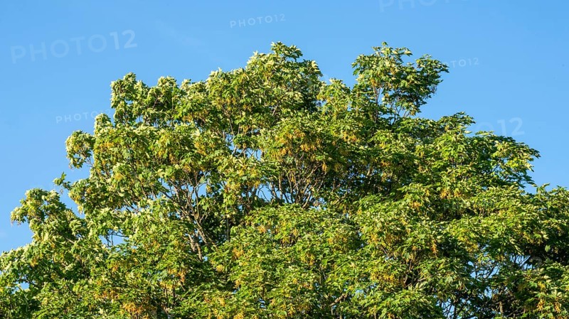 Wind in a Maple tree (Acer platanoides) leaf and fruit in Ystad, Scania, Sweden, Scandinavia, Europe