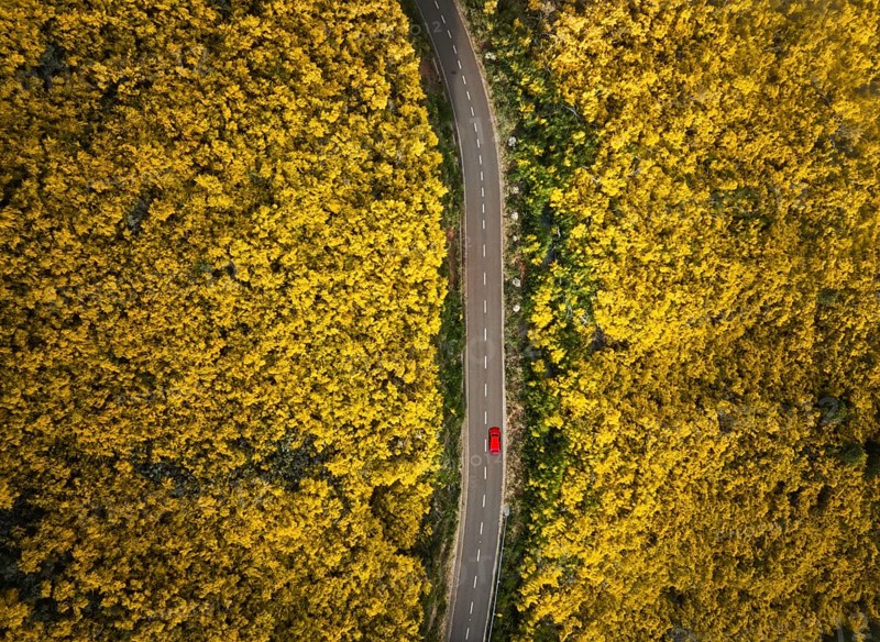 Aerial view of road with red car among yellow Cytisus blooming shrubs near Pico do Arieiro, Portugal, Europe