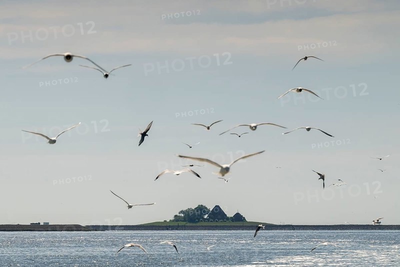 Seagulls in flight, in the background Hallig Hooge, North Frisia, Schleswig-Holstein, Germany, Europe
