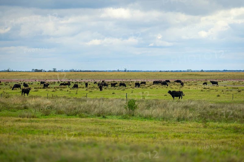 A vast landscape with a herd of water buffaloes under a cloudy sky, Lake Neusiedl National Park, Burgenland, Austria, Europe