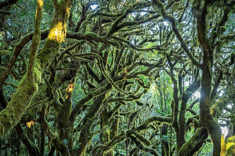 Forest in Garajonay National Park, UNESCO World Heritage Site on the island of La Gomera, Canary Islands, Spain, Europe