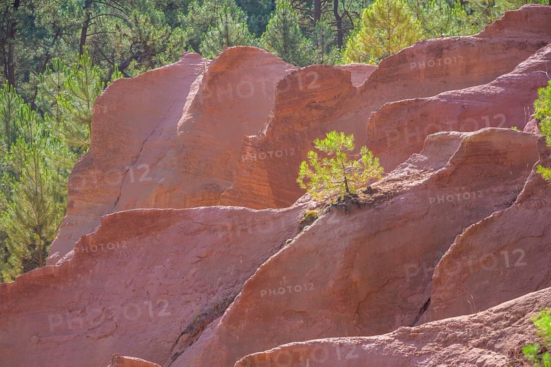 Small conifer and ochre rock of Roussillon, Département Vaucluse, France, Europe