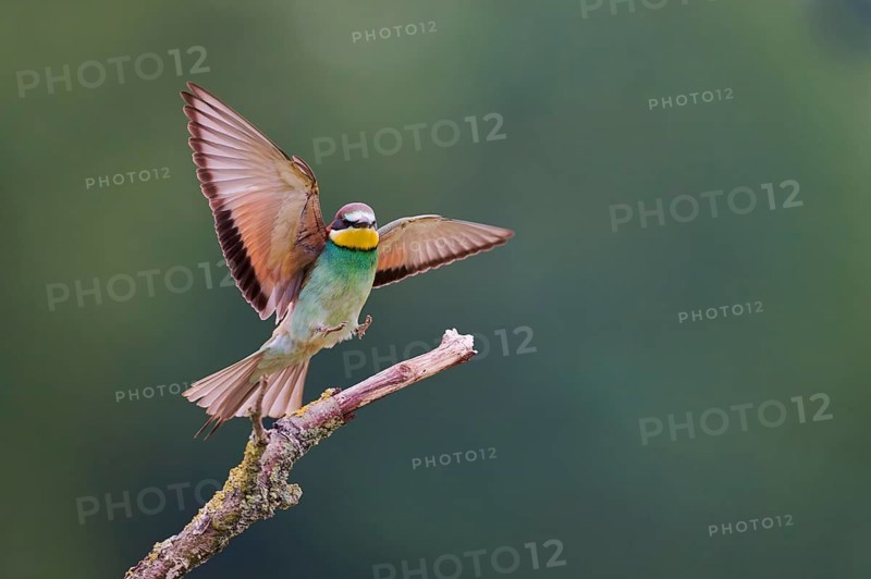 Bee-eater in flight (Merops apiaster) Lower Saxony, Germany, Europe