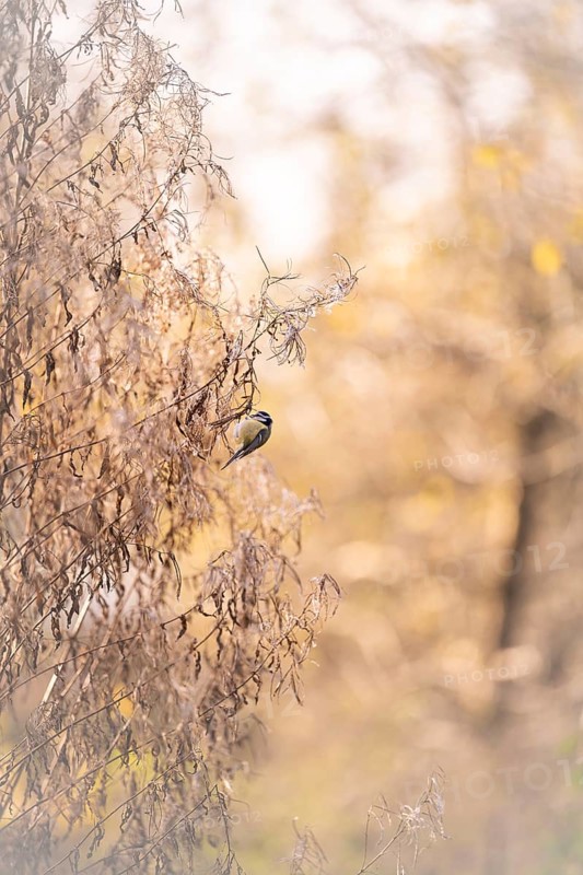 Blue tit (Cyanistes caeruleus) hanging in dried branches, looking for food, autumn, incidence of light, parts blurred, Rombergpark Dortmund, North Rhine-Westphalia, Germany, Europe