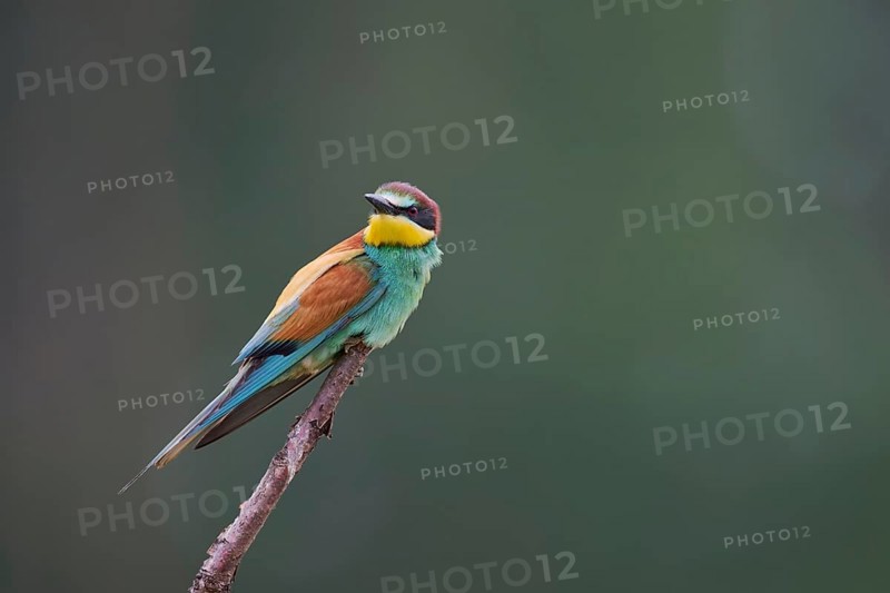 Bee-eater (Merops apiaster) Lower Saxony, Germany, Europe