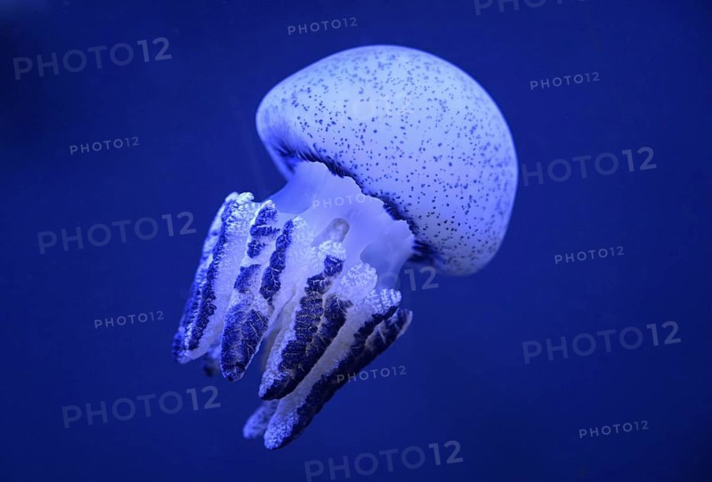 Root mouth jellyfish or blubber jellyfish (Catostylus townsendi) in a tank of the Bang Saen Aquarium, Chonburi Province, Thailand, Asia