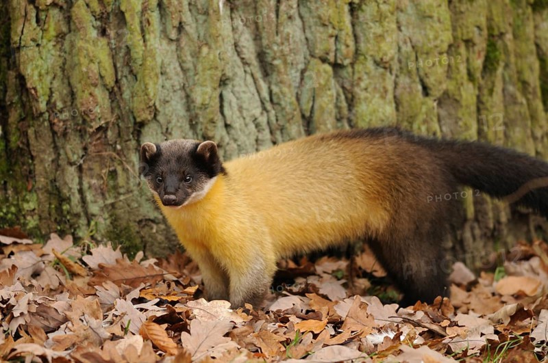 A marten with yellow fur stands in the forest in front of a tree trunk in autumn foliage, coloured marten (Martes flavigula), captive, Germany, Europe
