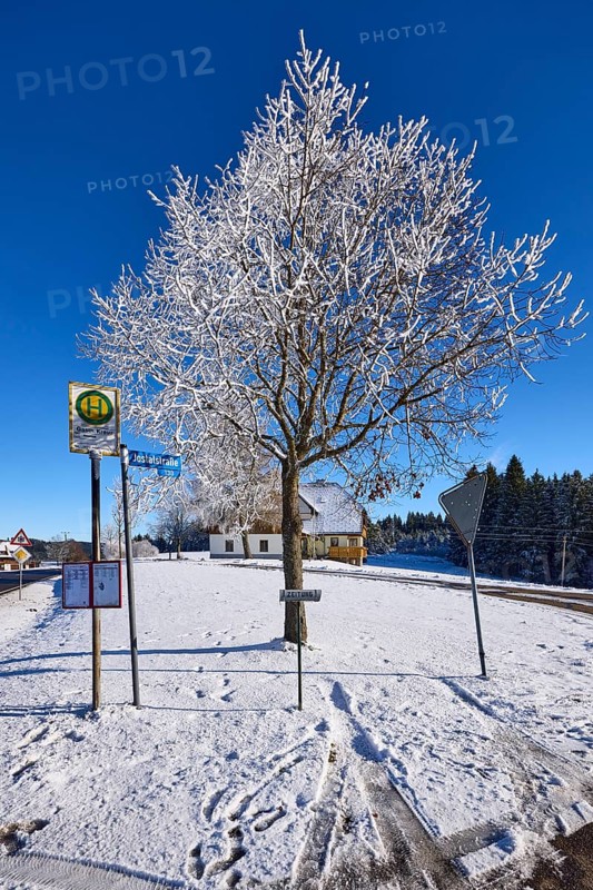 Winter landscape, bus stop Gasth. Kreuz, snow-covered tree, deep blue cloudless sky, Jostalstraße, Titisee-Neustadt, Black Forest, Breisgau-Hochschwarzwald district, Baden-Württemberg, Germany, Europe