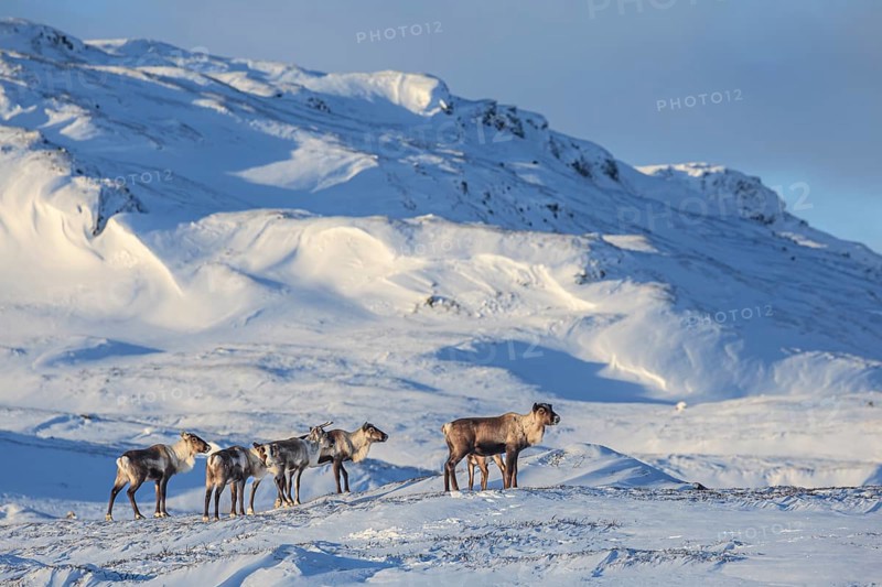 Reindeer, herd, standing in the snow, mountain landscape, Laponia, Lapland, Sweden, Europe