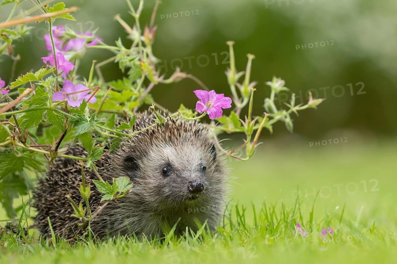 European hedgehog (Erinaceus europaeus) adult animal on an urban garden grass lawn under a flowering geranium plant in the summer, England, United Kingdom, Europe