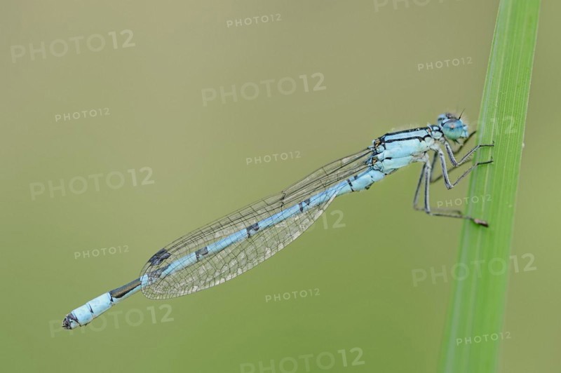 Common blue damselfly (Enallagma cyathigerum), male, North Rhine-Westphalia, Germany, Europe
