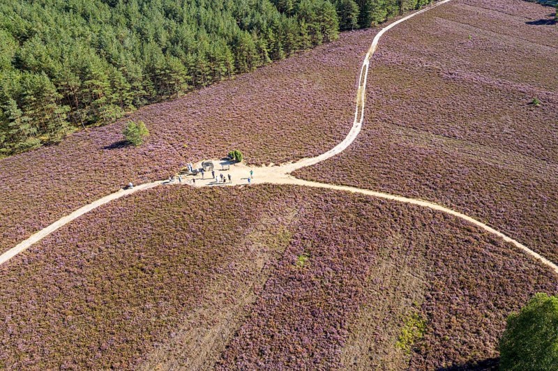 Tourists at memorial stone in remembrance of forest fire of 1975, Heath landscape with flowering heather, Calluna vulgaris, Lower Saxony, Germany, Europe