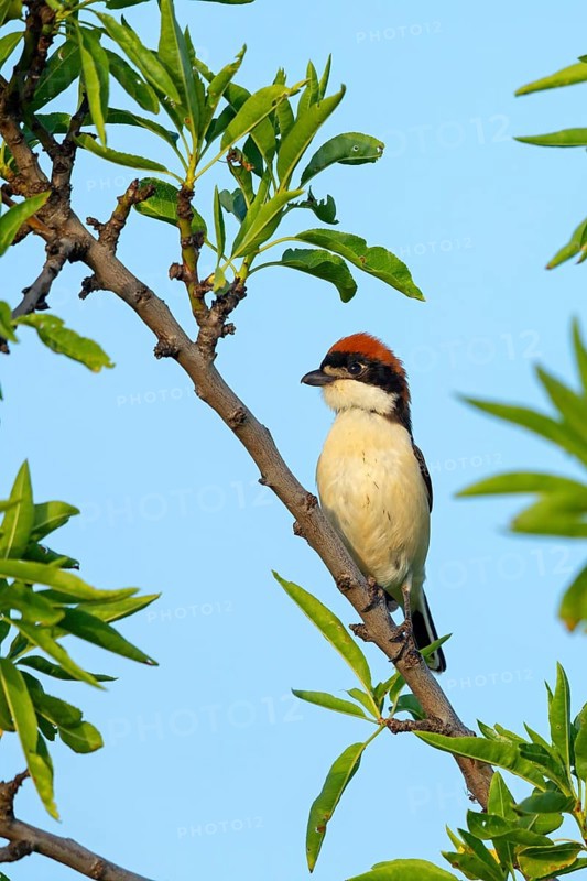 Woodchat shrike (Lanius senator), male, island of Lesbos, Greece, Europe