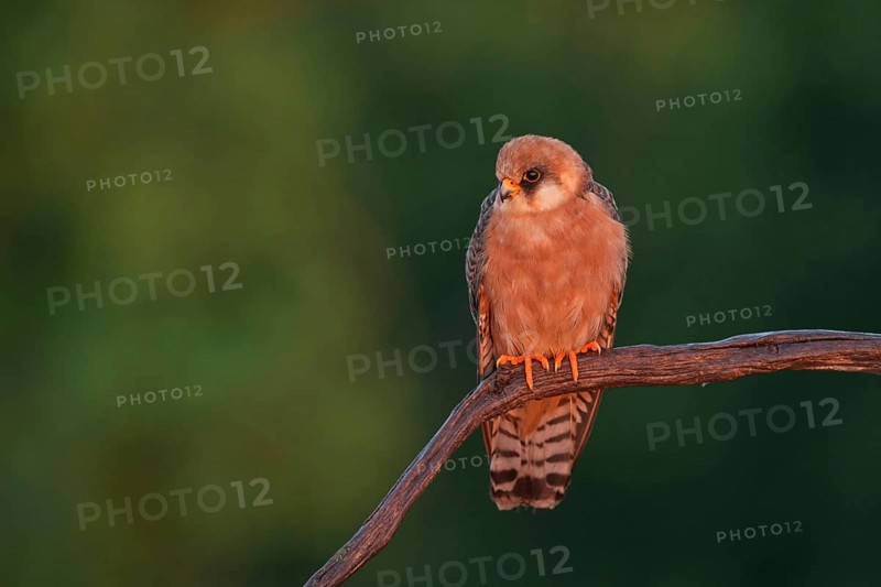 Red-footed Falcon, (Falco vespertinu), perching station, falcon family, Tower Hide, Tiszaalpár, Kiskunsági National Park, Bács-Kiskun, Hungary, Europe