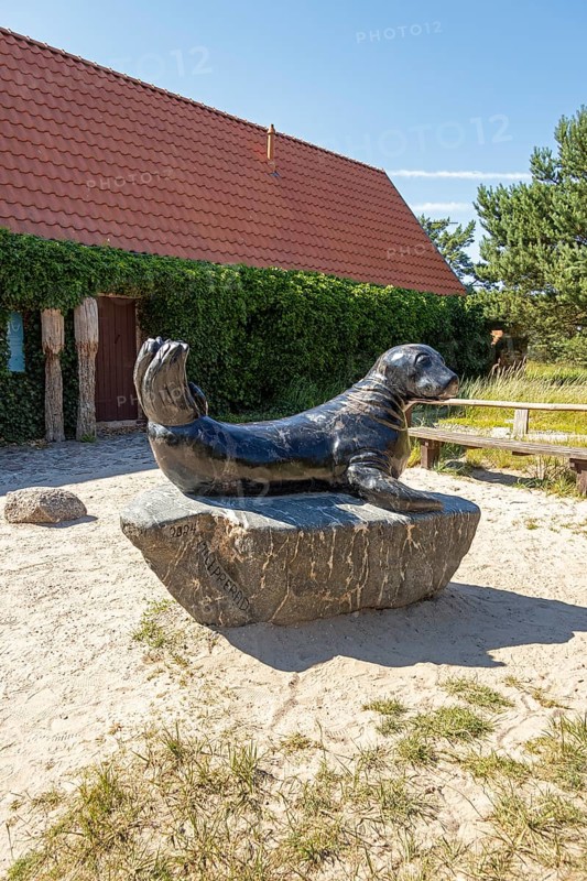 Seal, statue, entrance to the museum, Darßer Ort, Born a. Darß, Mecklenburg-Western Pomerania, Germany, Europe