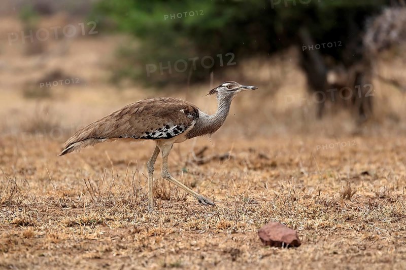 Giant bustard, kori bustard (Ardeotis kori), adult, running, foraging, alert, Kruger National Park, Kruger National Park, Kruger National Park South Africa