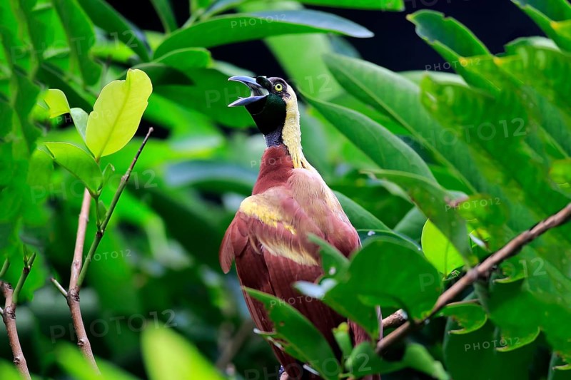 Lesser Bird of paradise (Paradisaea minor), adult male calling while perch, New Guinea