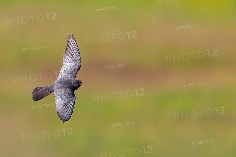Red-footed Falcon, (Falco vespertinu), flight photo, falcon family, Tower Hide, Tiszaalpár, Kiskunsági National Park, Bács-Kiskun, Hungary, Europe