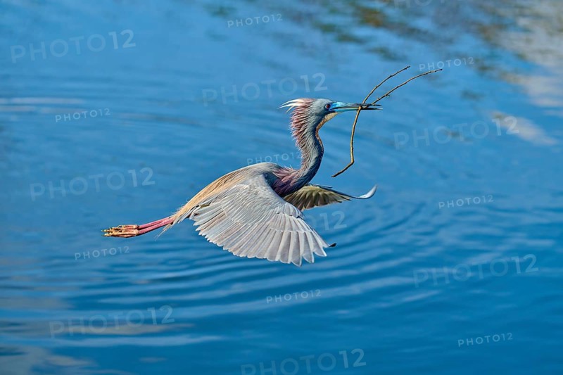 Tricolored Heron (Egretta tricolor), fly, with a branch, spring, Wakodahatchee Wetlands, Delray Beach, Florida, USA, North America