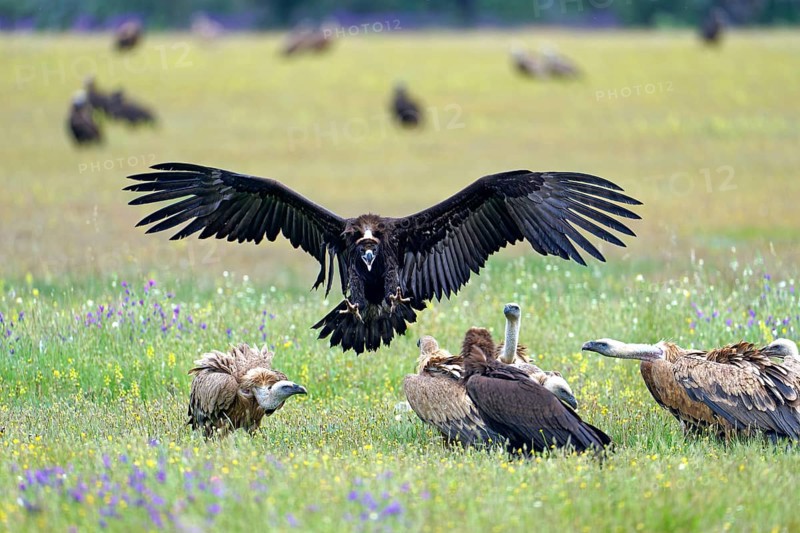 Eurasian cinereous vulture (Aegypius monachus) landing on a feeding ground among griffon vultures, Castillia y Leon, Spain, Europe