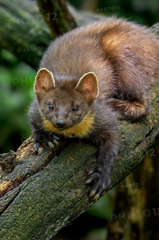 European pine marten (Martes martes) on tree trunk in forest showing big paws with semi-retractable claws for climbing trees