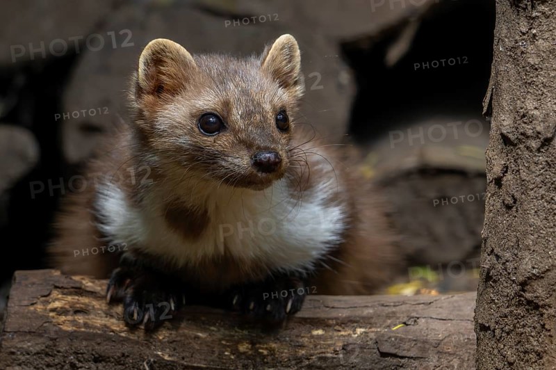 Close-up of beech marten, stone marten (Martes foina) resting in wood pile, woodpile