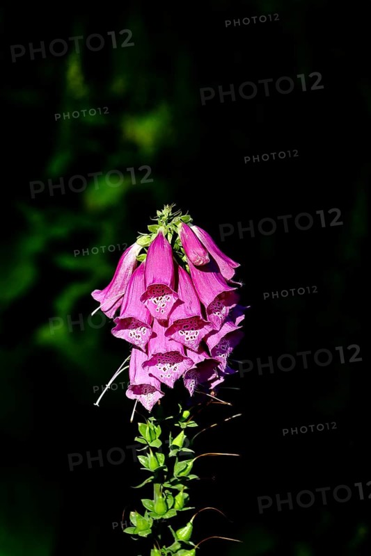 Common foxglove (Digitalis purpurea), flowers, from the plantain family, highly toxic, deadly poisonous plant, Wilnsdorf, North Rhine-Westphalia, Germany, Europe