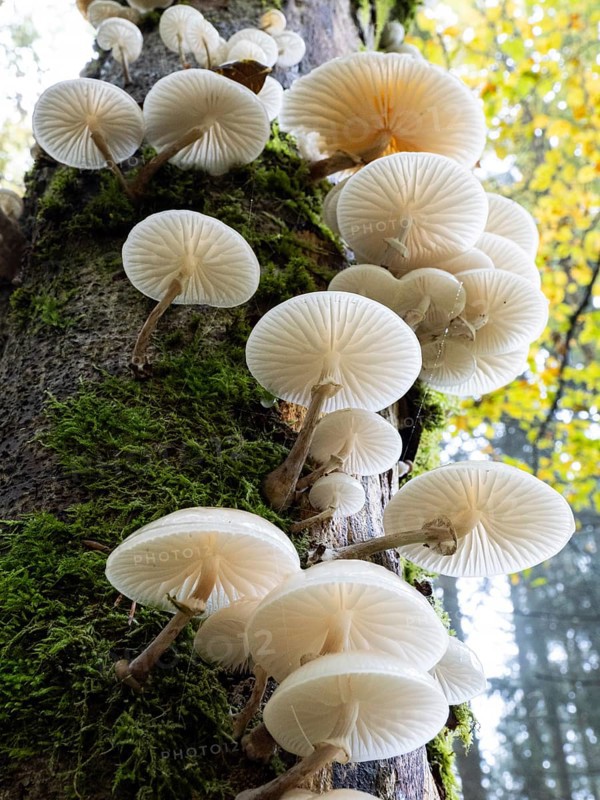 Porcelain fungus, (Oudemansiella mucida), growing on tree stem, in autumn, in woodland of the UNESCO Biosphere nature reserve, county Bavaria, Germany, Europe