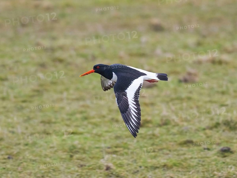 Eurasian Oystercatcher (Haematopus ostralegus), adult in flight, over meadow, island of Texel, Holland