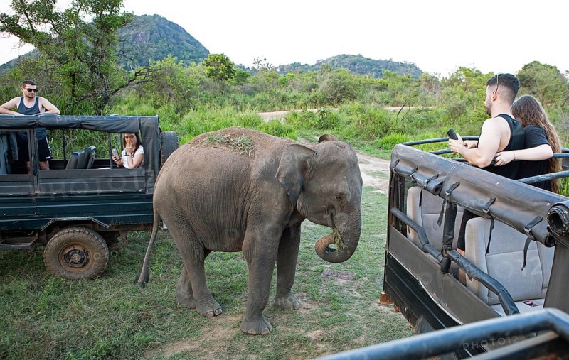 Sri Lanka elephant or Ceylon elephant (Elephas maximus maximus) on a safari jeep in the evening light, Hurulu Eco-Park or Eco-Park, North Central Province, Sri Lanka, Asia