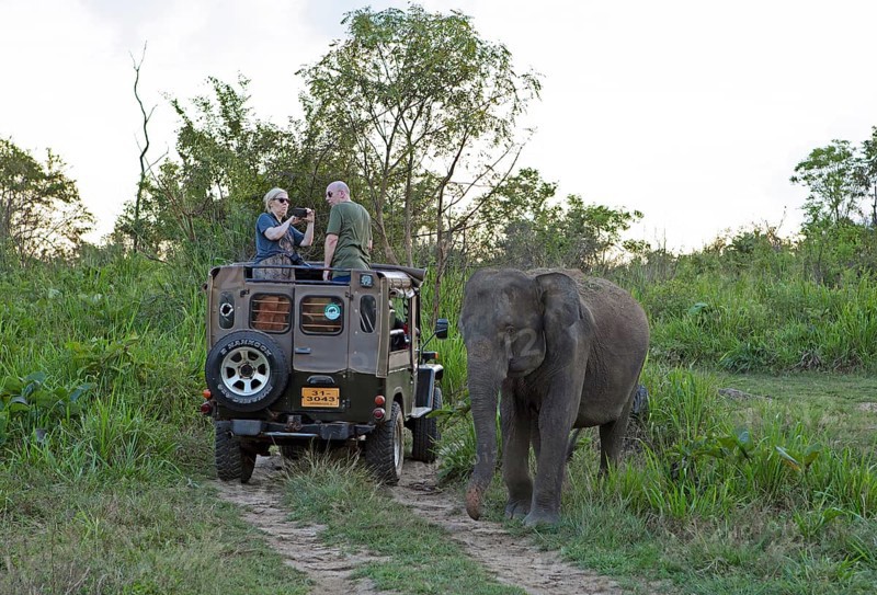 Sri Lanka elephant or Ceylon elephant (Elephas maximus maximus) on a safari jeep in the evening light, Hurulu Eco-Park or Eco-Park, North Central Province, Sri Lanka, Asia