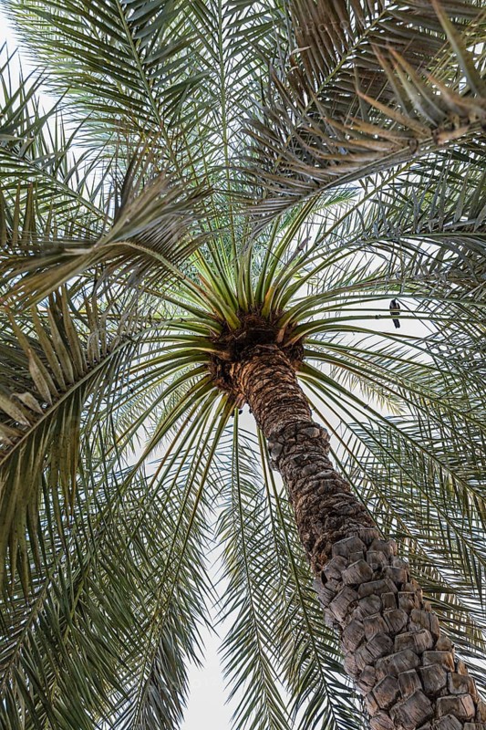 A bird resting in a palm tree, on the Corniche of Mutrah, Muscat, Arabian Peninsula, Sultanate of Oman