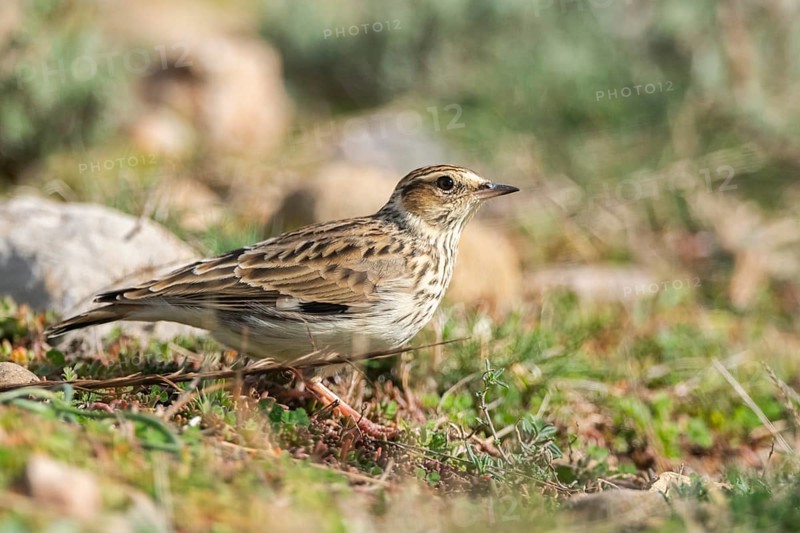 Woodlark or wood lark (Lullula arborea), on a meadow, Pyrenees, Catalonia, Spain, Europe